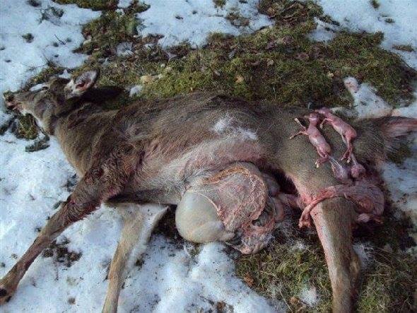 Schwangere Mutter von Jäger ermordet