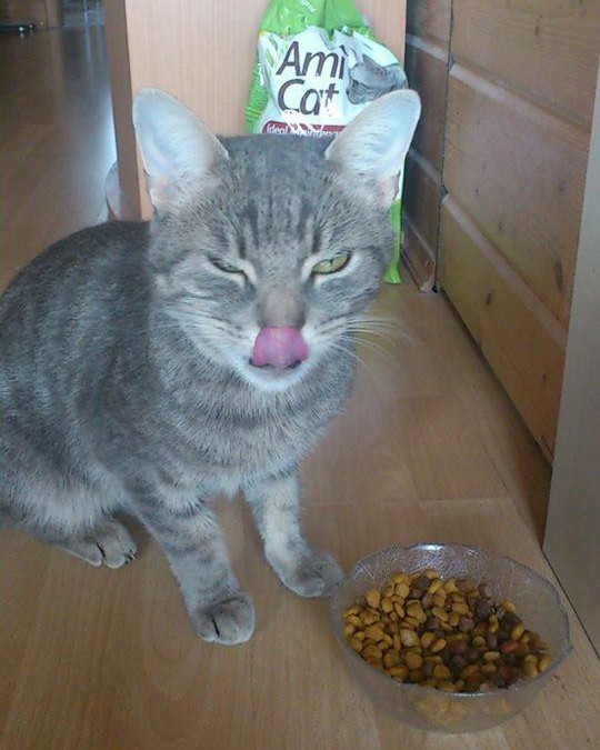 Vegane Katzenfütterung