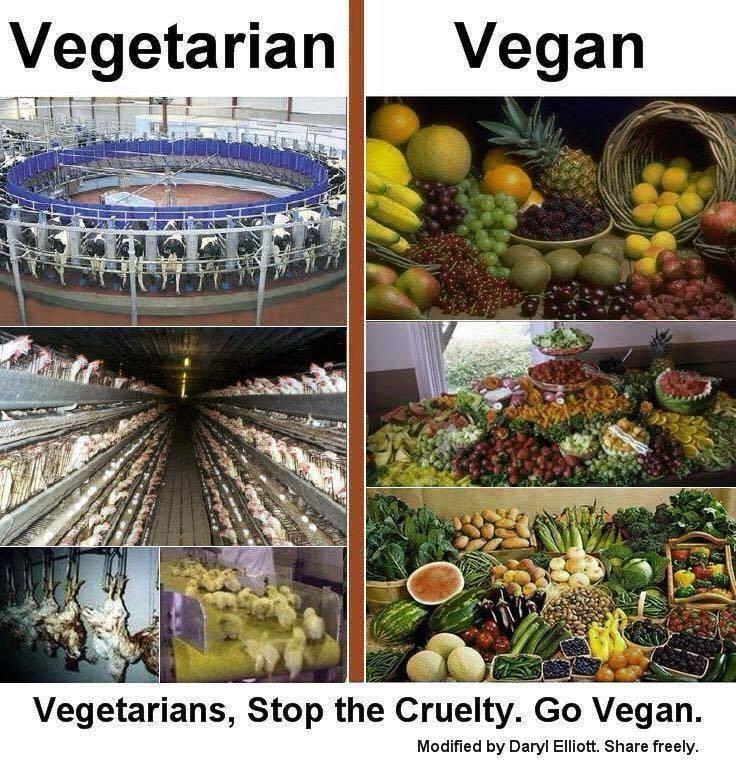 Vegetarismus und Veganismus ein Unterschied wie Tag und Nacht VeganBook