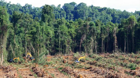 Agroindustrie greift nach Papua