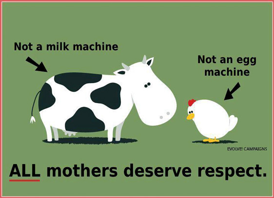 Eine Kuh ist keine Milchmaschine – Ein Huhn ist keine Eiermaschine – ALLE Mütter verdienen Respekt