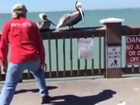 Video: Tierfreund befreit Pelikan von einem Angelhaken