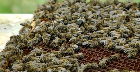 ARD: FAKT Pestizide als Ursache für Bienensterben nachgewiesen