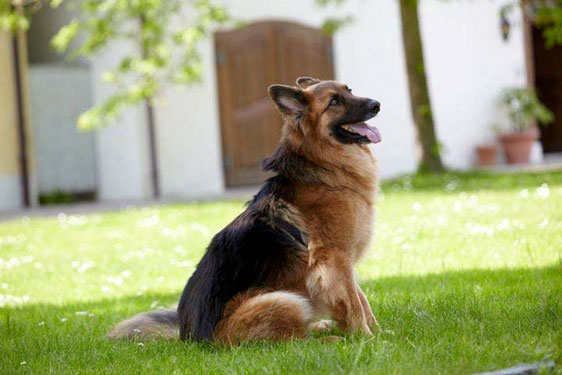 Niemals Tiere vom Züchter kaufen!