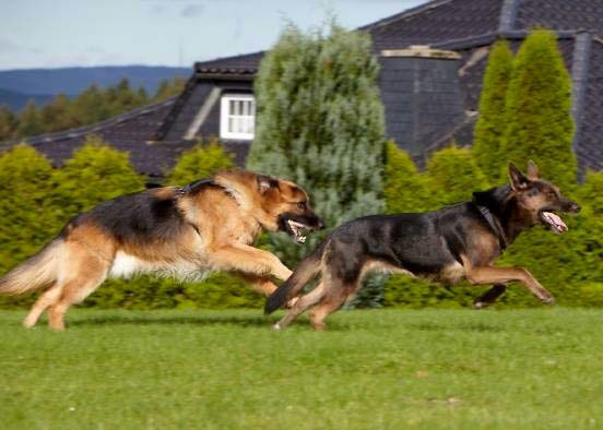 Folgen der veganen „Mangelernährung“ gestern dokumentiert: Meine beiden veganen Hunde Bruno und Trufa schleppen sich mit letzter Kraft über den Rasen!