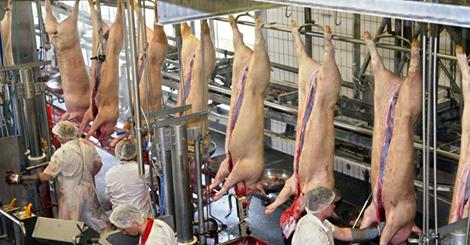 ARD-Video: „Die Fleisch-Mafia – Das geheime Netzwerk der Schlachthöfe“