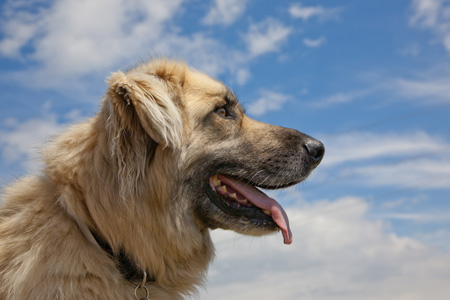 Neue Ernährungsberichte mit Bildern von 7 vegan ernährten Hunden und 6 vegan ernährten Katzen aus Spanien!