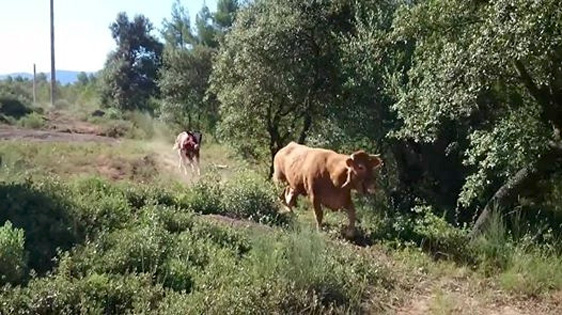 Die glücklichen Kühe des Tierrettungshofs El Hogar ProVegan