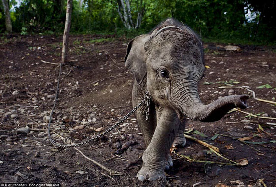 Baby-Elefanten werden als Geisel gequält