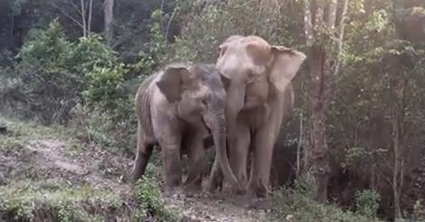 Video: Junger Elefant trifft nach 3 Jahren seine Mutter wieder!