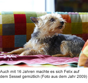 Felix (* 27.07.1993  † 25.07.2012) war der Grund für ProVegan