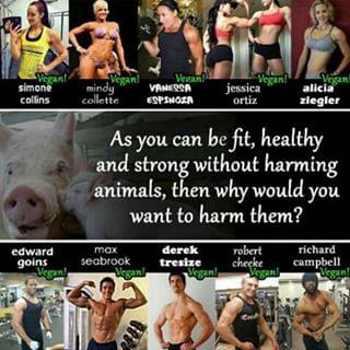Wo bekommen diese fitten, gesunden und starken Veganer nur ihr Protein her, wo uns doch die korrupten „Ernährungsexperten“ immer etwas von einem angeblichen Mangel predigen?