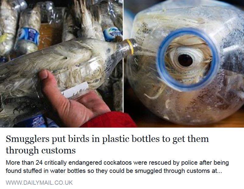 Völlig übergeschnappt – Gelbwangenkakadus von Schmugglern in Plastikflaschen eingepfercht