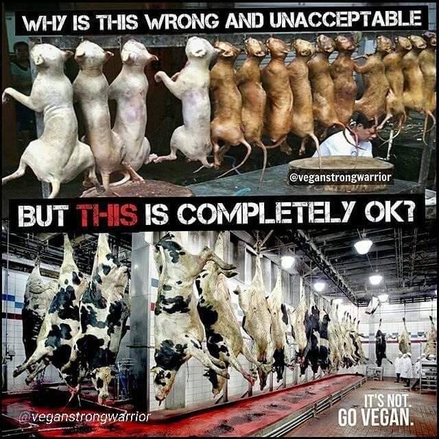 Warum ist es falsch und inakzeptabel, Katzen und Hunde zu schlachten, aber total in Ordnung, Kühe und Schweine zu ermorden?