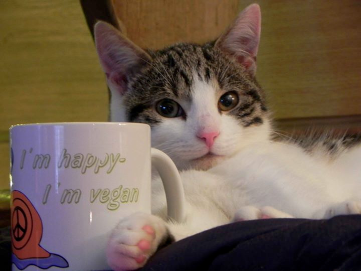 Behaupte bitte keiner mehr, es gebe keine veganen Katzen!