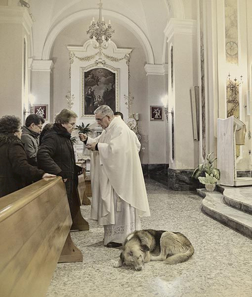 Schäferhund Tommy zeigt, was Hunde den meisten Menschen voraushaben