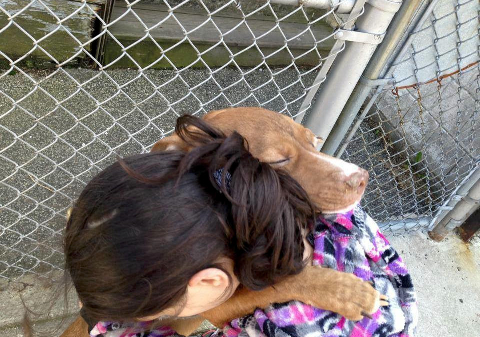 Dieser Hund wurde gerade noch vor dem Tod in einer Tötungsstation (genauer Ermordungsstation) gerettet