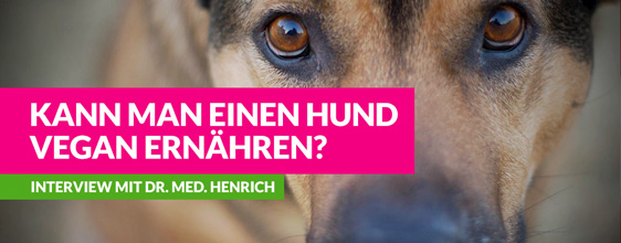 Kann man einen Hund vegan ernähren? – Interview auf Vegannews