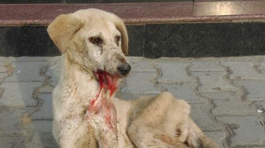 Hund an Universität von Sicherheitskräften ermordet – Petition