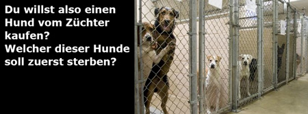 Irrsinn Hundezucht