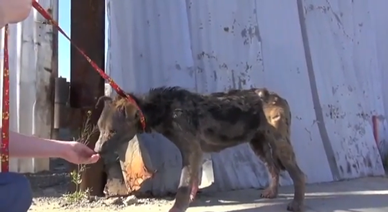 Video: Wie ein kranker heimatloser Hund gerettet wurde