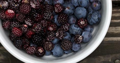 Studien zeigen eindeutig, dass der regelmässige Konsum von Beeren die geistige Leistungsfähigkeit auch im Alter schützt