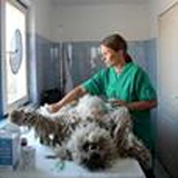 Deutsche Tierärztin: „Massentötungen werden das Problem nicht lösen“
