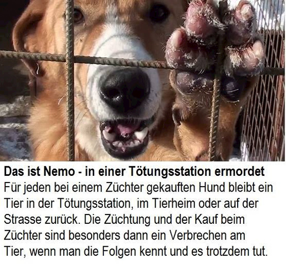 Das ist Nemo – in einer Tötungsstation ermordet