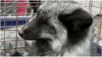 SRF Rundschau: „Tierquälerei: Pelz tragen ist wieder in“