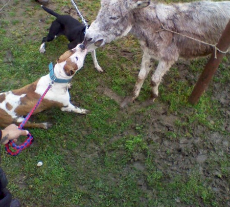 Hilferuf von Tierfreunden aus Mazedonien