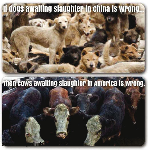 Wenn das Schlachten von Hunden in Asien falsch ist, dann ist auch das Schlachten von Kühen in der restlichen Welt falsch!