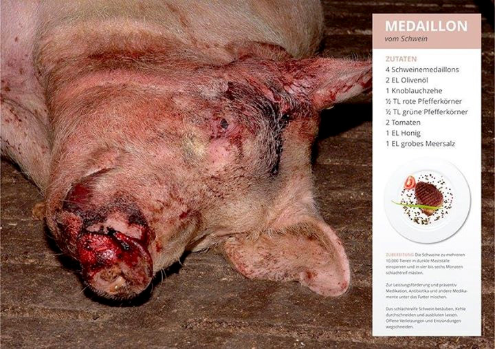 Warum ist es legal, Tieren furchtbare Schmerzen, Leiden und Schaden zuzufügen?