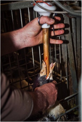 Insbesondere für Foie Gras (Stopfleber), aber auch für alle anderen Tierprodukte gilt