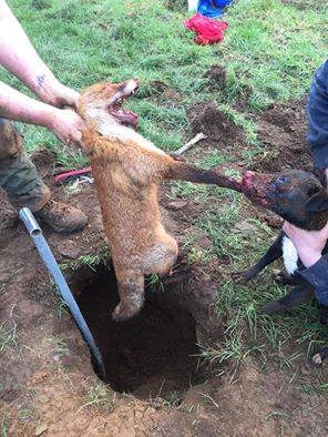 Jagd: Psychopathen hetzen Tiere auf Tiere und ermorden sie