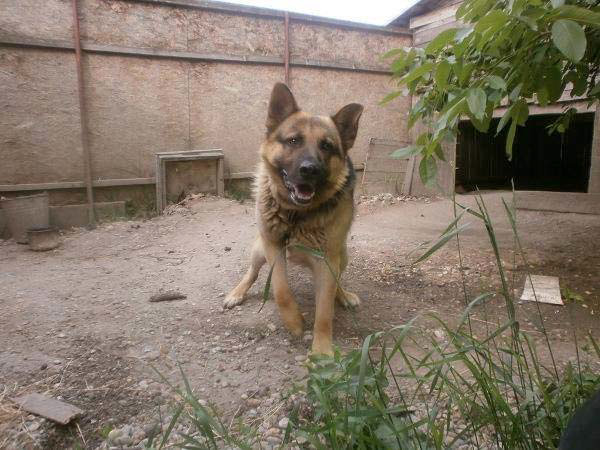 Schäferhund braucht dringend Hilfe!