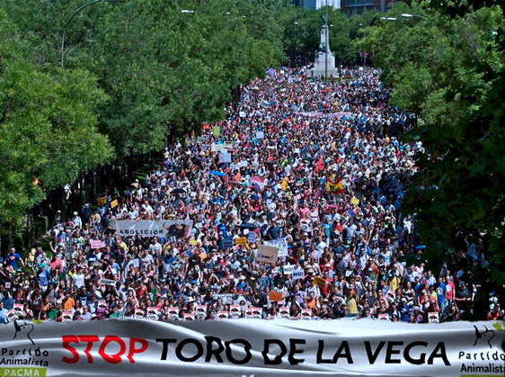 Demonstration heute in Madrid gegen Toro de la Vega (= Hunderte Lanzenreiter stechen jedes Jahr einen Stier als touristische Attraktion zu Tode)