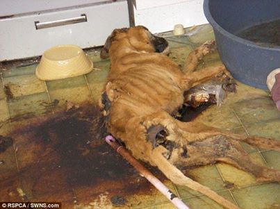 Katy Gammon lies ihren Hund Roxy in der Küche (Bild) und ging weg – dann starb er langsam und qualvoll