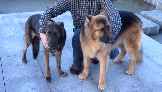 Hier sind 3 Veganer zu sehen – Zwei hübsche (Trufa und Bruno) und ein weniger hübscher :-)