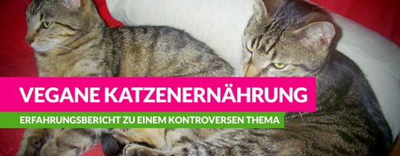 Vegane Katzenernährung – schönes Interview mit einem Katzenhalter