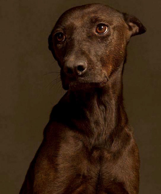 Sehenswert: Yun-Fei Tou fotografierte Hunde in einem öffentlichen Tierheim nur Stunden bevor sie eingeschläfert bzw. hingerichtet wurden