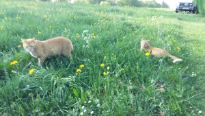 rote Katerchen neu