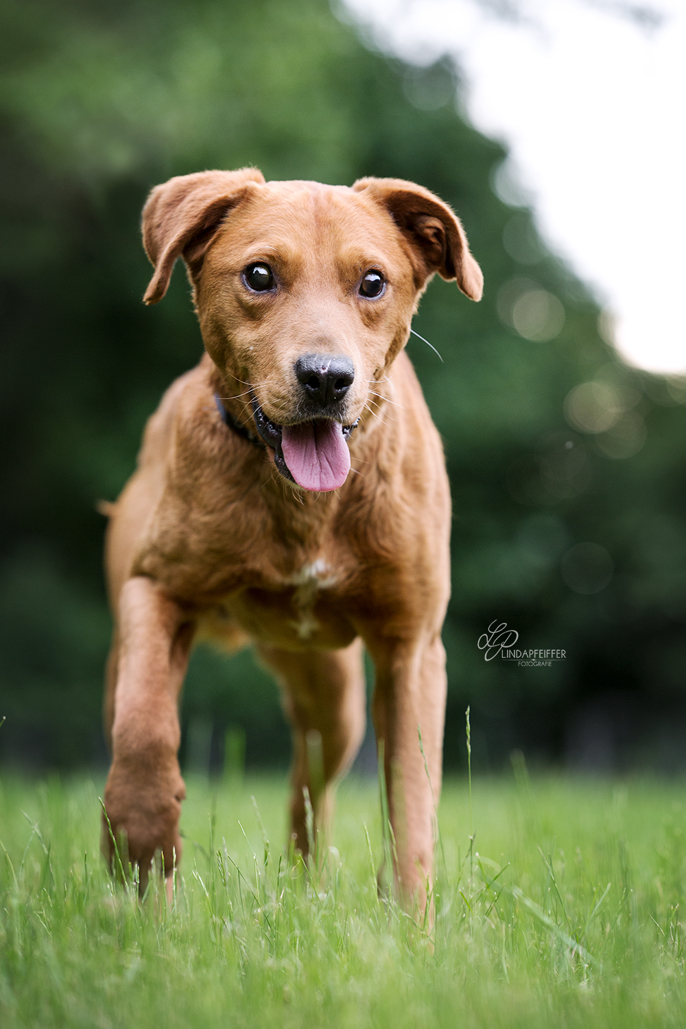 Hunde suchen ein Zuhause VeganBook
