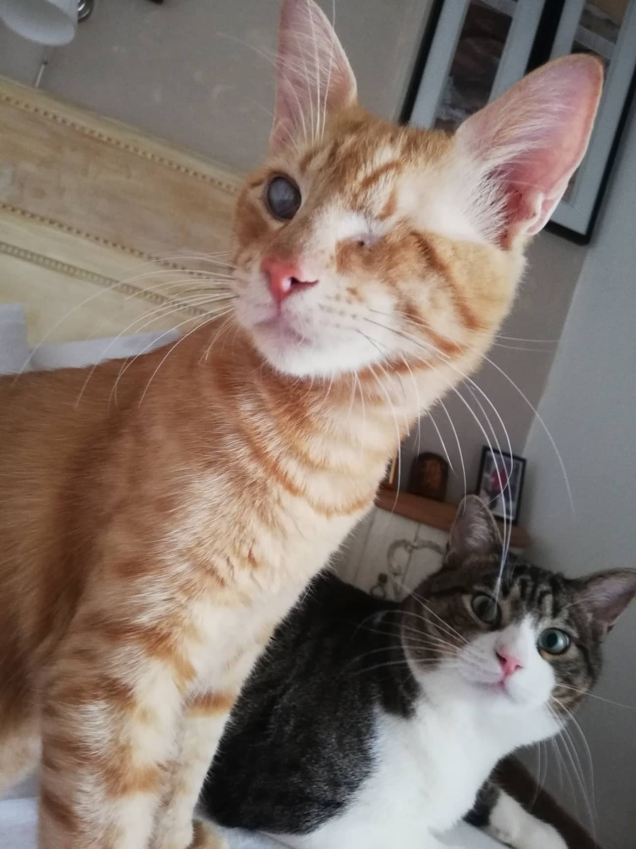 katzen suchen ein zuhause saarland