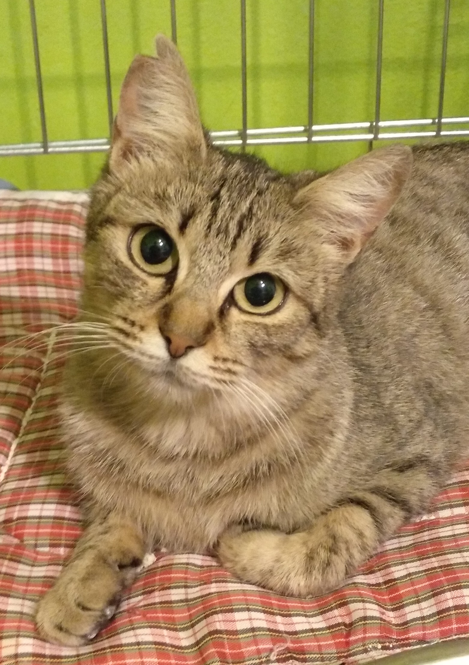 katzen suchen ein zuhause hessen